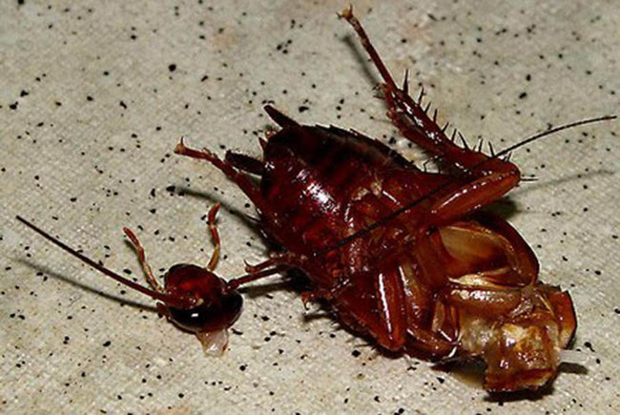 Топ 10 интересных фактов о тараканахБезголовые тараканы