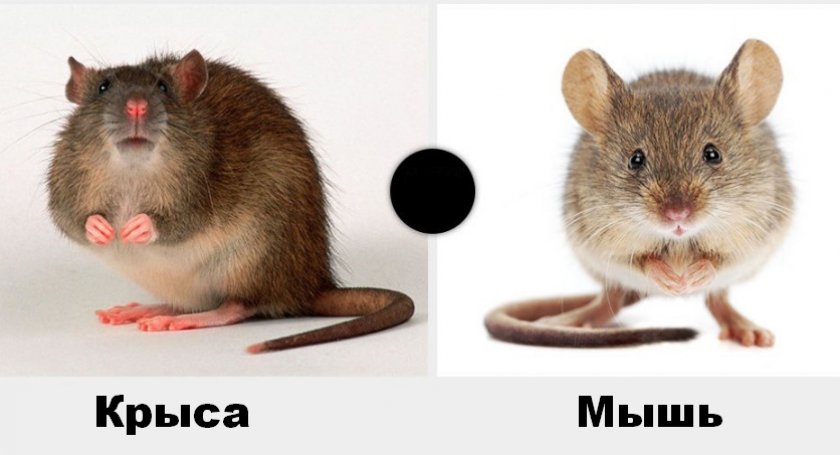 Чем отличается мышь от крысы (разница) — 5 отличий, взрослых особей и детенышей