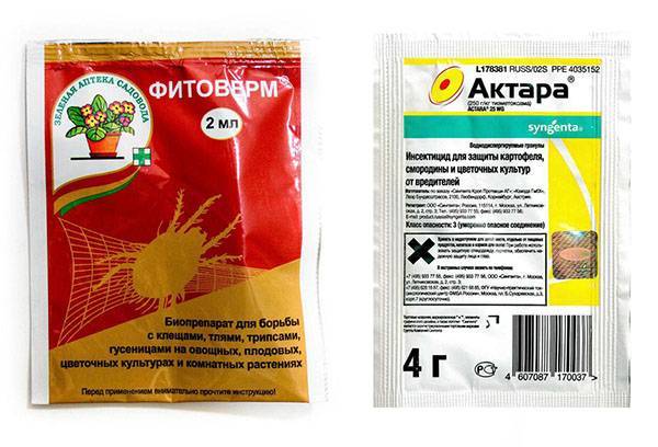 Как бороться с тлей: народные средства, которые работают