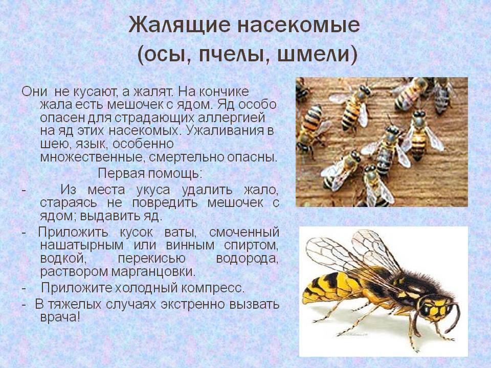 Конспект познавательного занятия «эти удивительные насекомые пчелы» в старшей группе