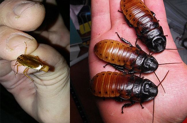 Укус таракана: кусаются ли домашние рыжие тараканы, почему они лезут на человека во сне
