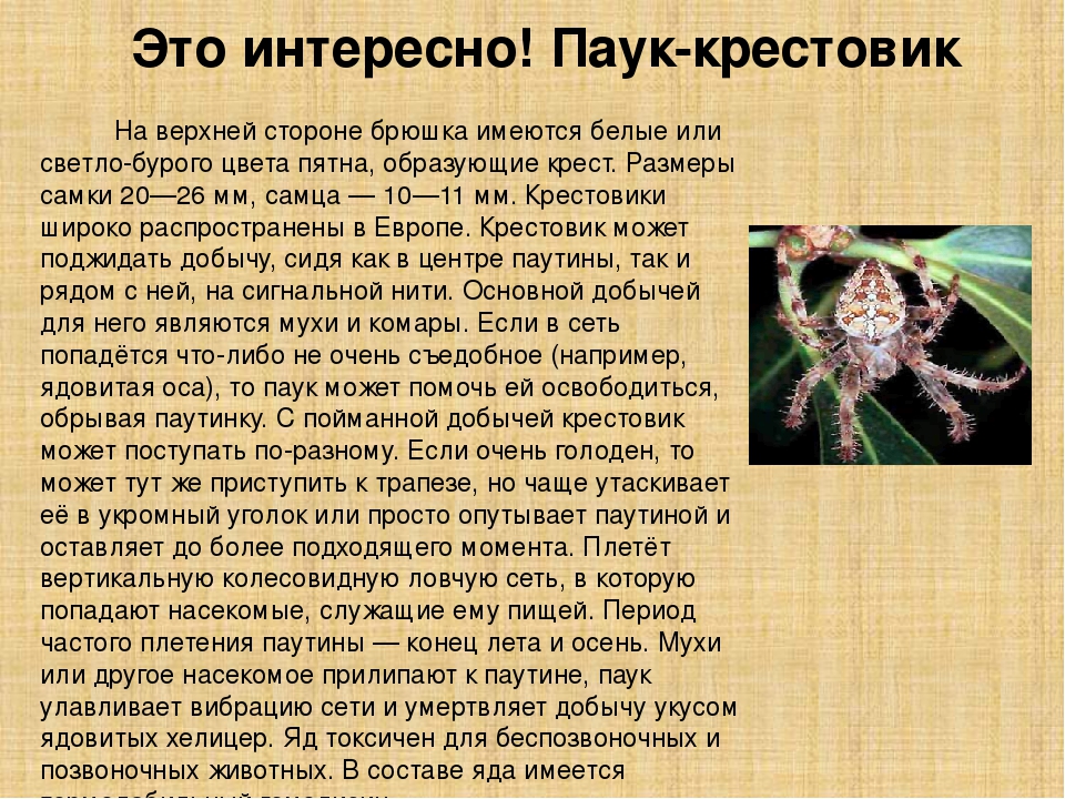30 интересных фактов о пауках