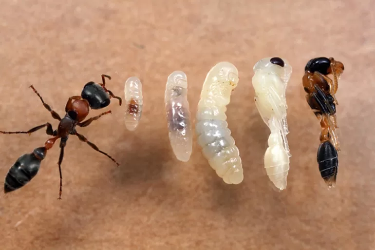 Муравей насекомое. описание, особенности, виды, образ жизни и среда обитания муравья | живность.ру