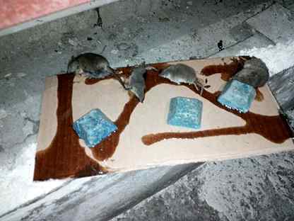 Чем и как отмыть и оттереть клей для мышей с разных поверхностей?