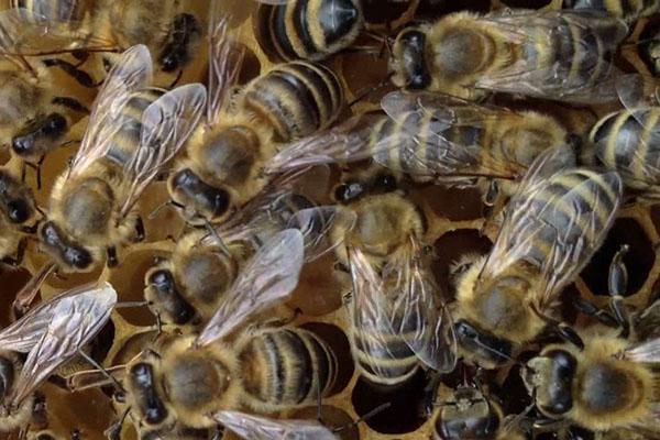 Дикие пчелы: виды, основные отличия, места обитания и советы по избавлению (фото + видео)