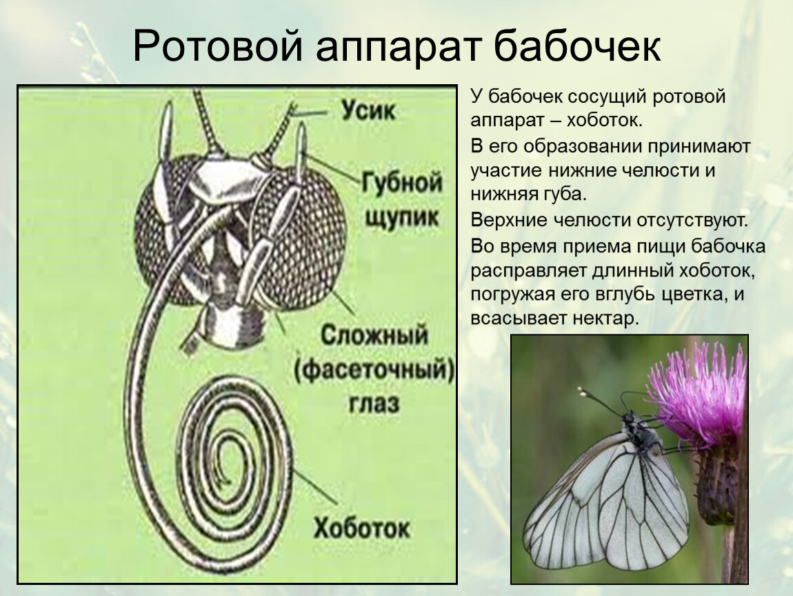 Стадии развития бабочек: как появляются, когда помогать опасно