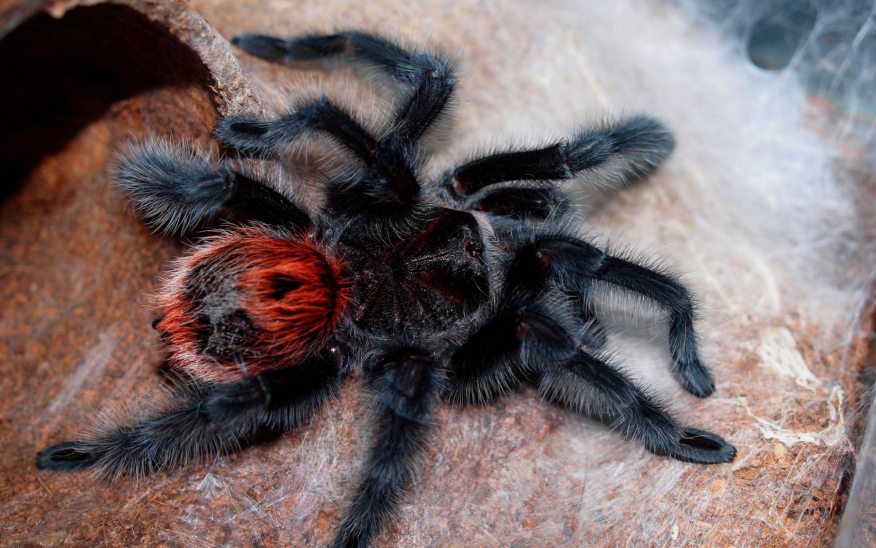 Домашние тарантулы — правильное содержание и чем кормить?