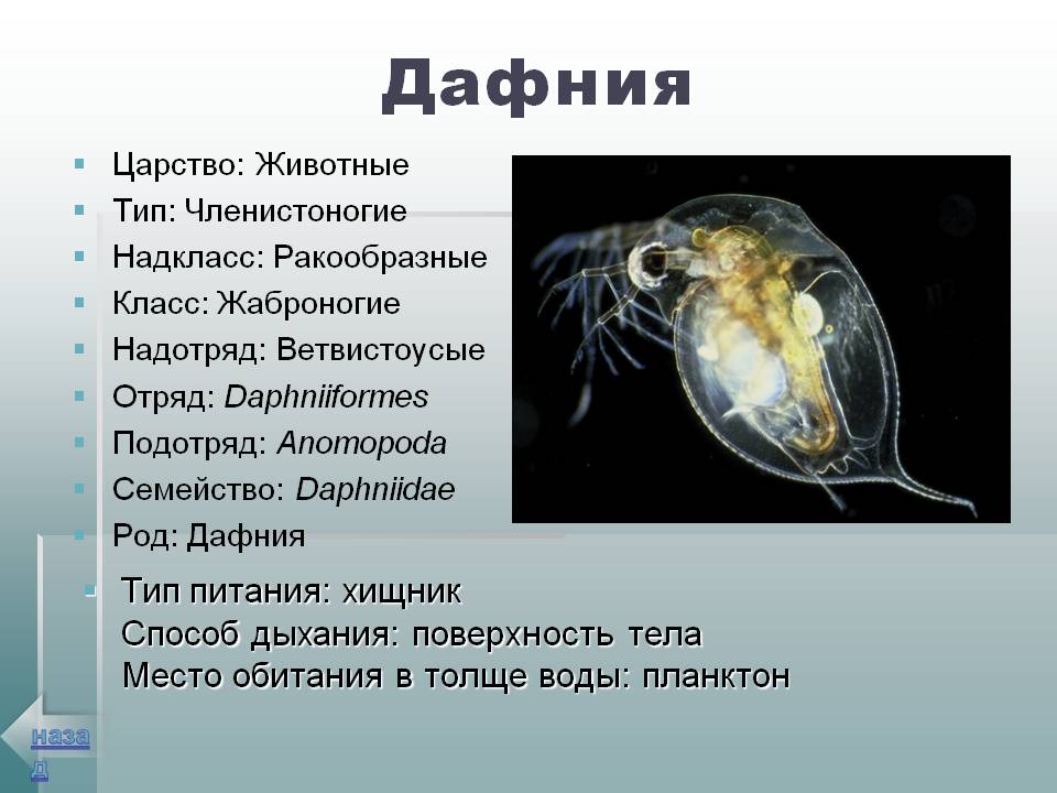 Дафнии - что это такое,описание, как выглядит водяная блоха на фото, жизненный цикл, места обитания, особенности, чем опасны и полезны, как выращивать