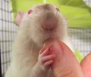 Сколько лет живут декоративные крысы в домашних условиях?