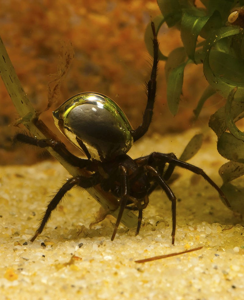 Как выглядит водяной паук и опасен ли для человека - интересные факты о серебрянке, разновидности | дезинфекция, дезинсекция, дератизация - информационный портал