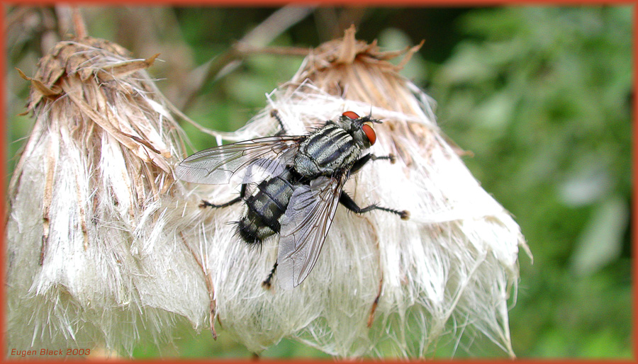 Какую пользу и вред приносят мухи и зачем они нужны в природе?