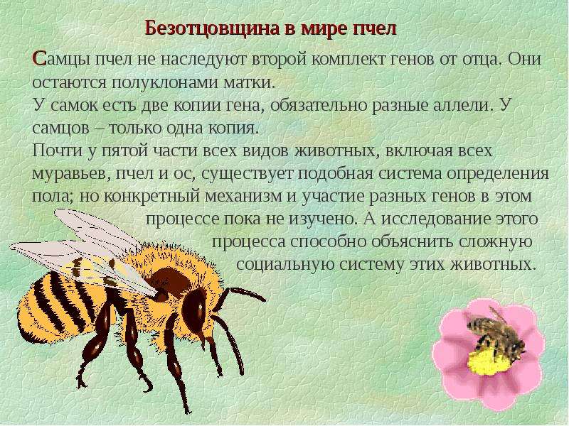 Пчелы — интересная информация