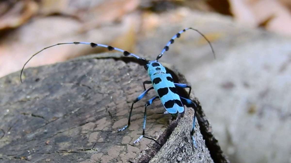 Альпийский усач: внешний вид невероятно красивого жука
