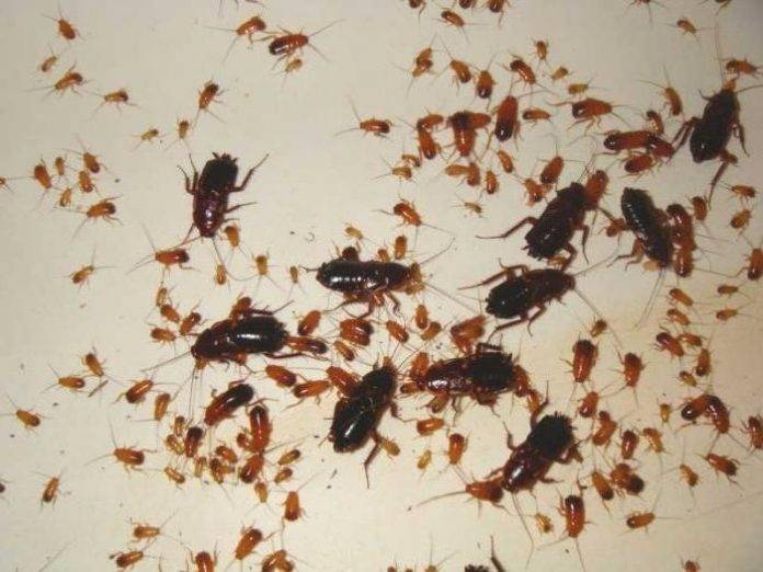 Кусают ли тараканы людей, укусы тараканов на фото