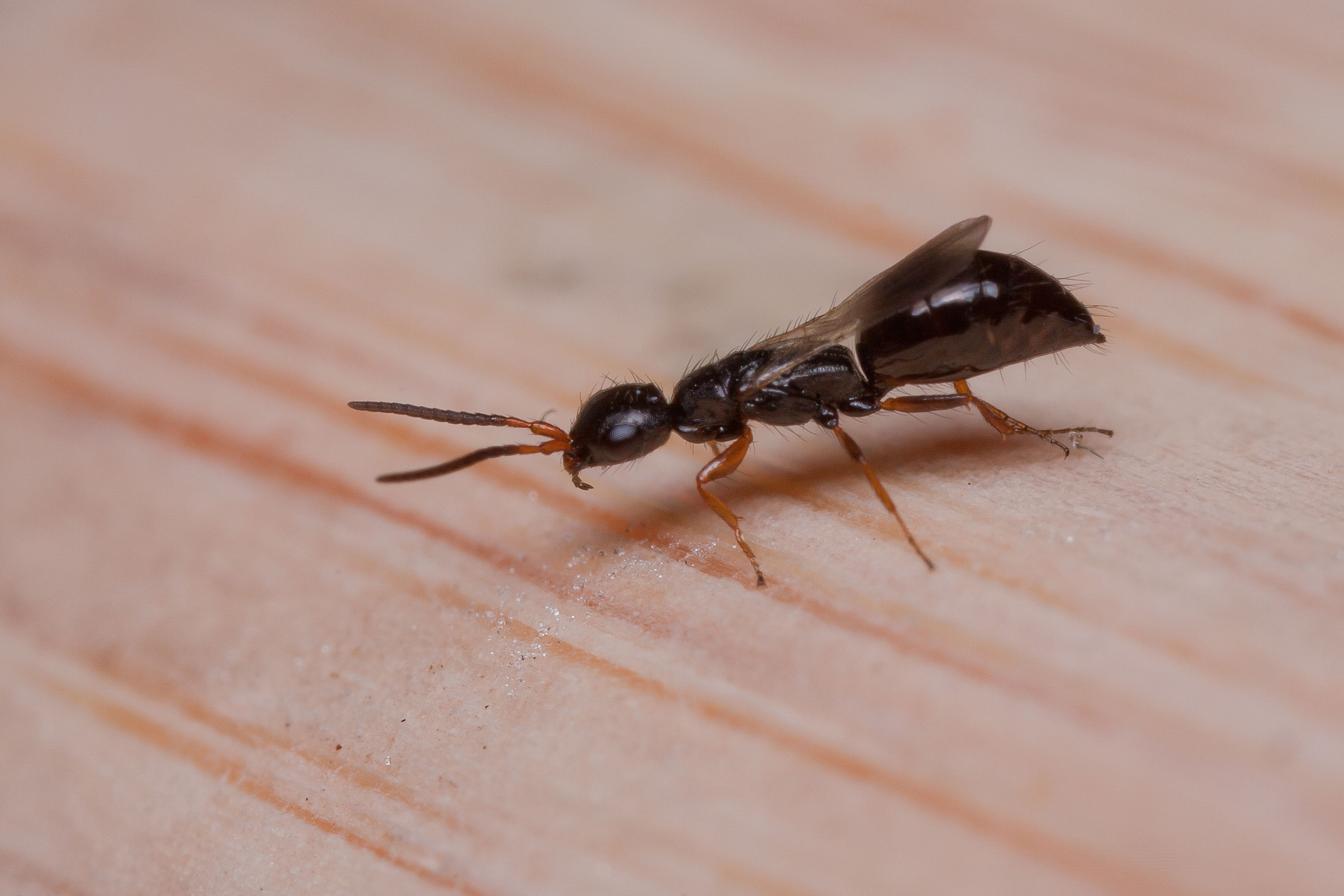 Уничтожение муравьев в квартире и доме эффективными методами