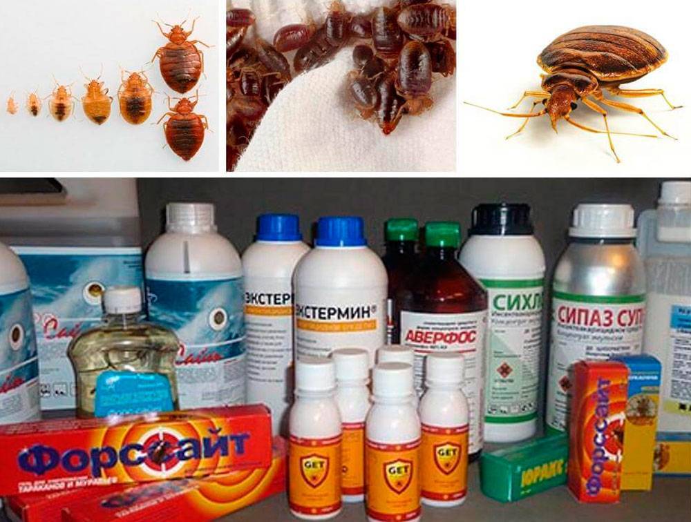 ❶ 10 простых способов избавиться от клопов +10 доступных средств +12 химических препаратов инсектицидов
