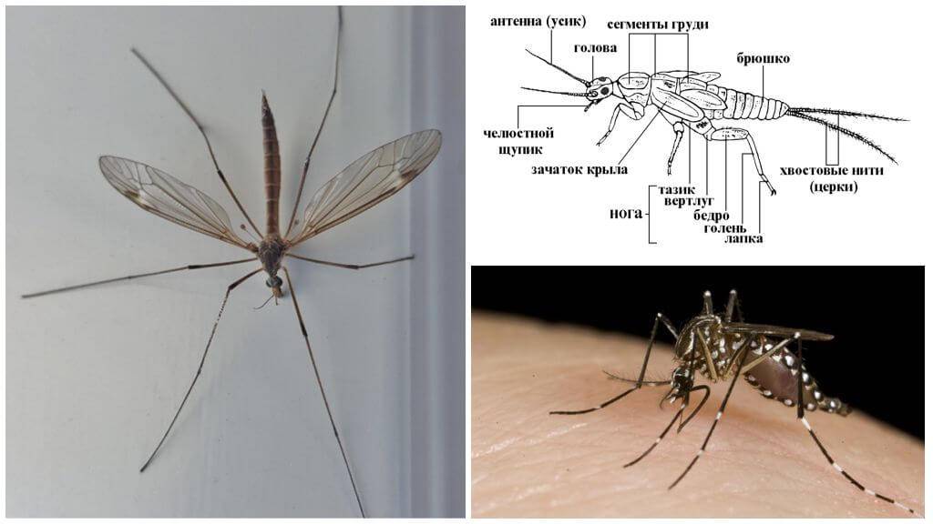 На что летят комары – запах, тепло и свет