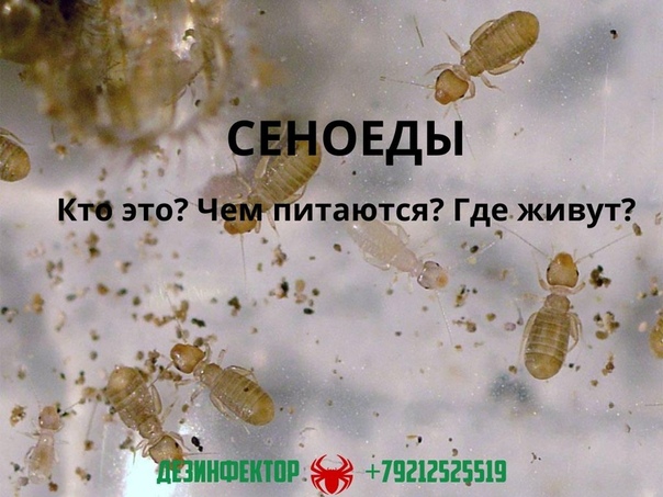 Январь 2023 ᐈ ???? (+40 фото) как избавиться от сеноедов в квартире