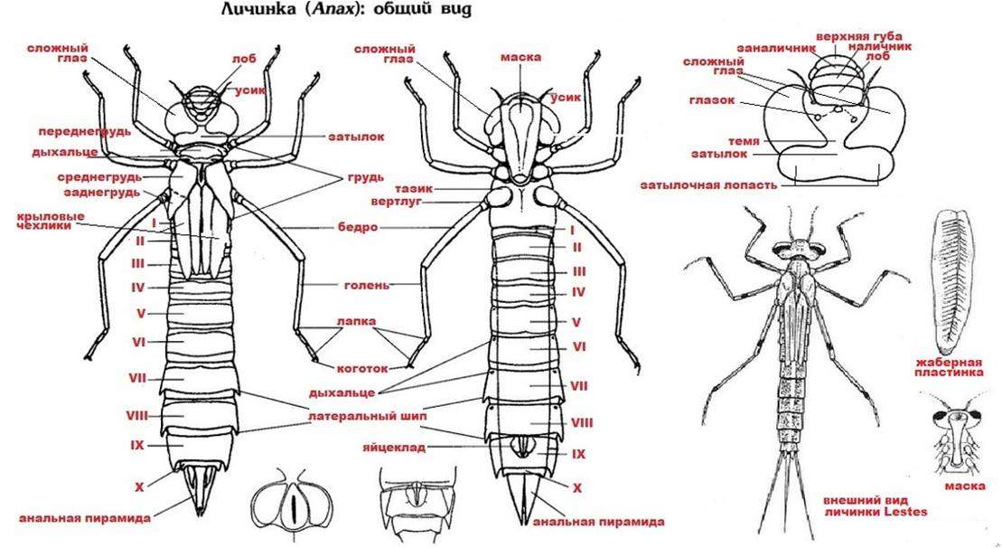 ◉ клоп водомерка: развитие насекомого, типы превращения, укусы, почему скользит и не тонет, чем питается, фото