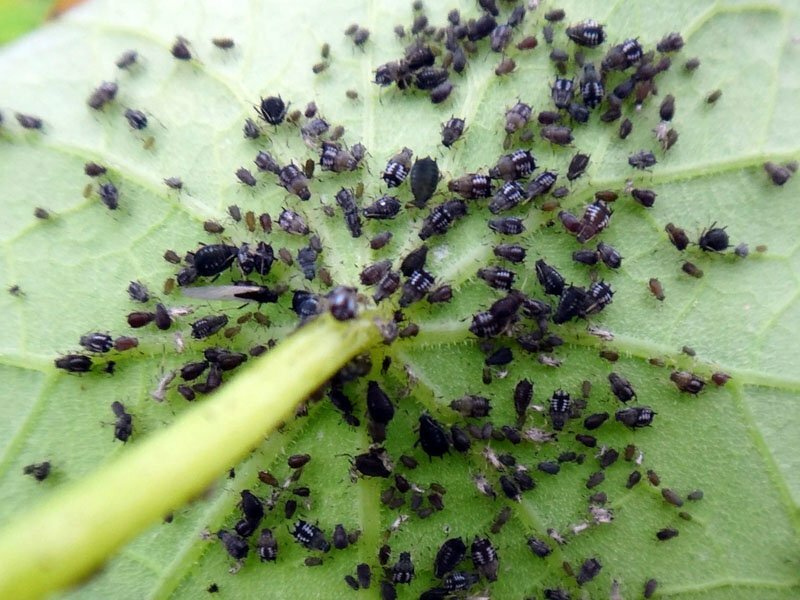 Как защитить огурцы от коварной ростковой мухи
