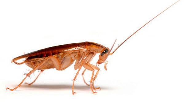 Приметы и суеверия про тараканов в доме