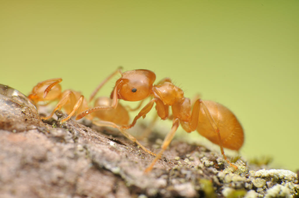 Как быстро избавиться от желтых муравьев: лучшие методики борьбы