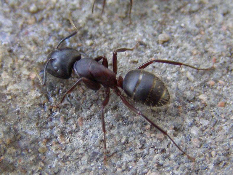 Как избавиться от муравьёв в саду и огороде