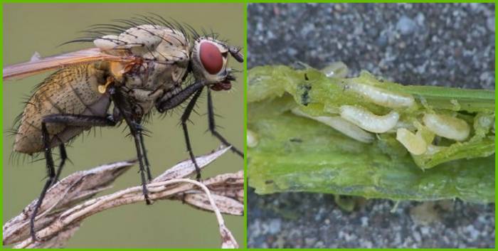 Луковоя муха - как избавиться от этого насекомого