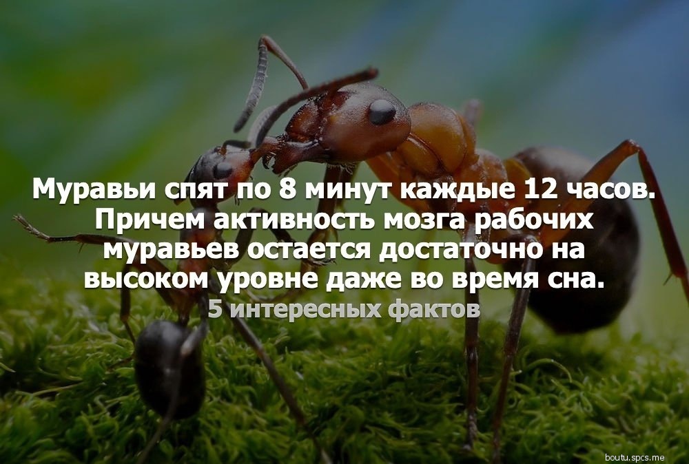 Как зимуют муравьи - питание, диапауза, спячка