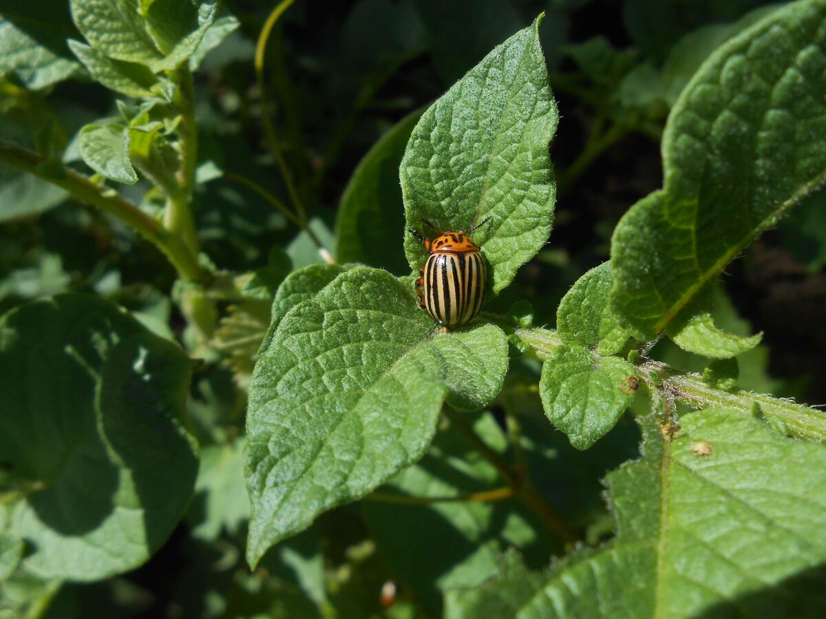 Колорадский жук: среда обитания и образ жизни (видео + 80 фото)