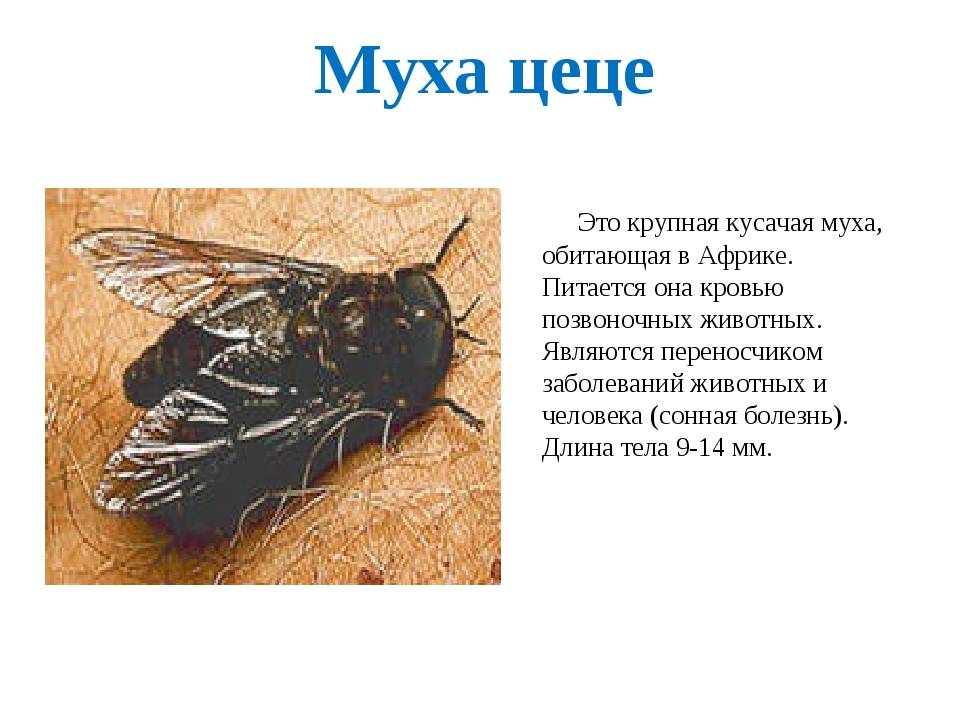 Муха цеце - опасное насекомое