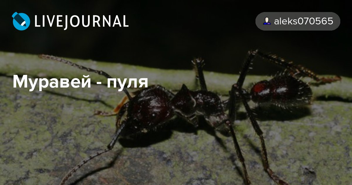О муравьях-пулях: обыкновенная жизнь необычных насекомых