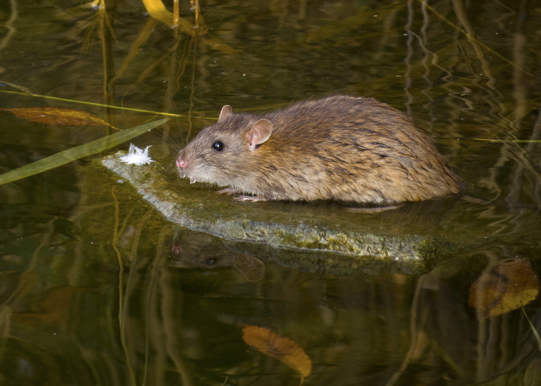 Водная крыса – рацион, поведение и методы борьбы
