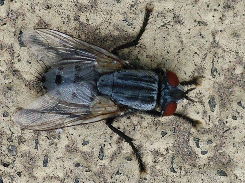 Описание и фото синей мясной мухи