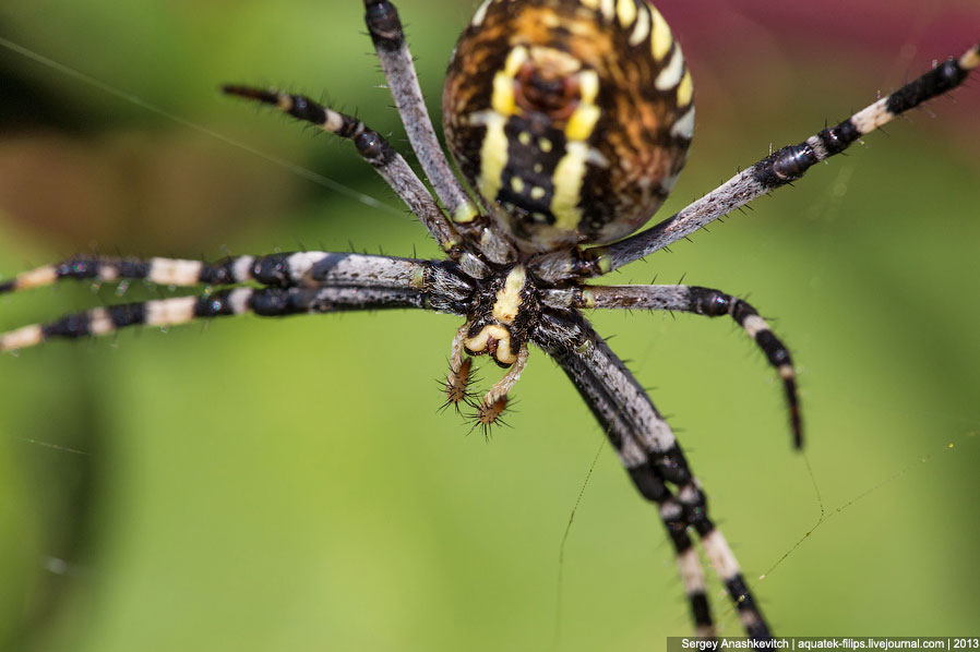 Ядовитые пауки россии – фото, названия и описание