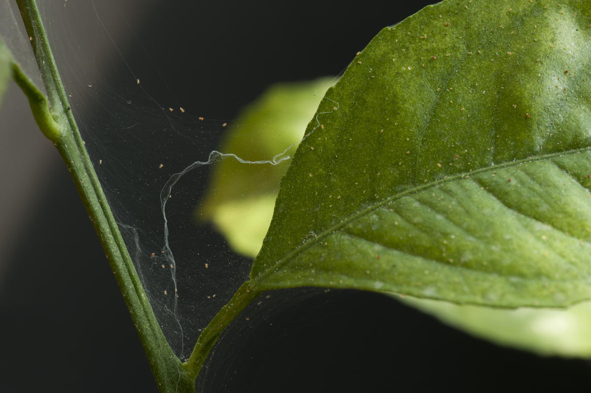 Как навсегда избавиться от паутинного клеща на комнатных растениях