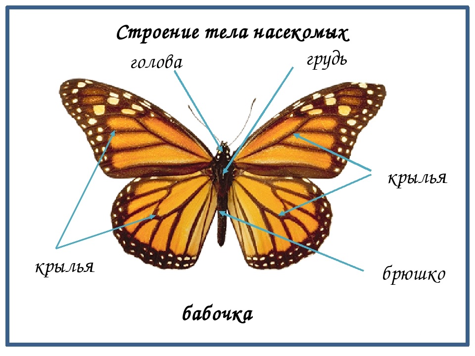 Бабочка - 118 фото древнего насекомого от куколки до взрослой особи
