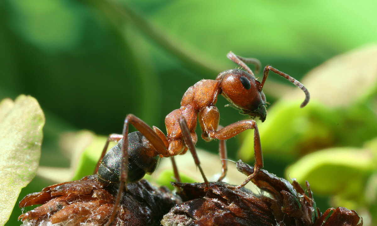 ✅ чем в лесу полезны муравьи - vsezap24.ru