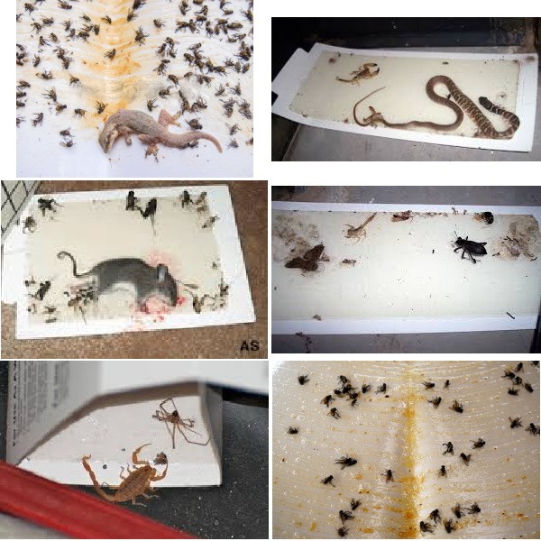 Чем отмыть клей от мышей с различных поверхностей и частей тела