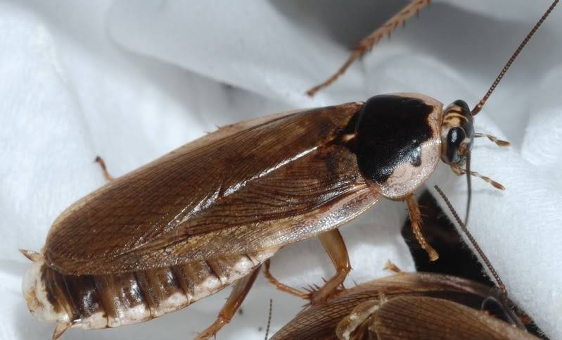 Умеют ли летать тараканы — подробный разбор