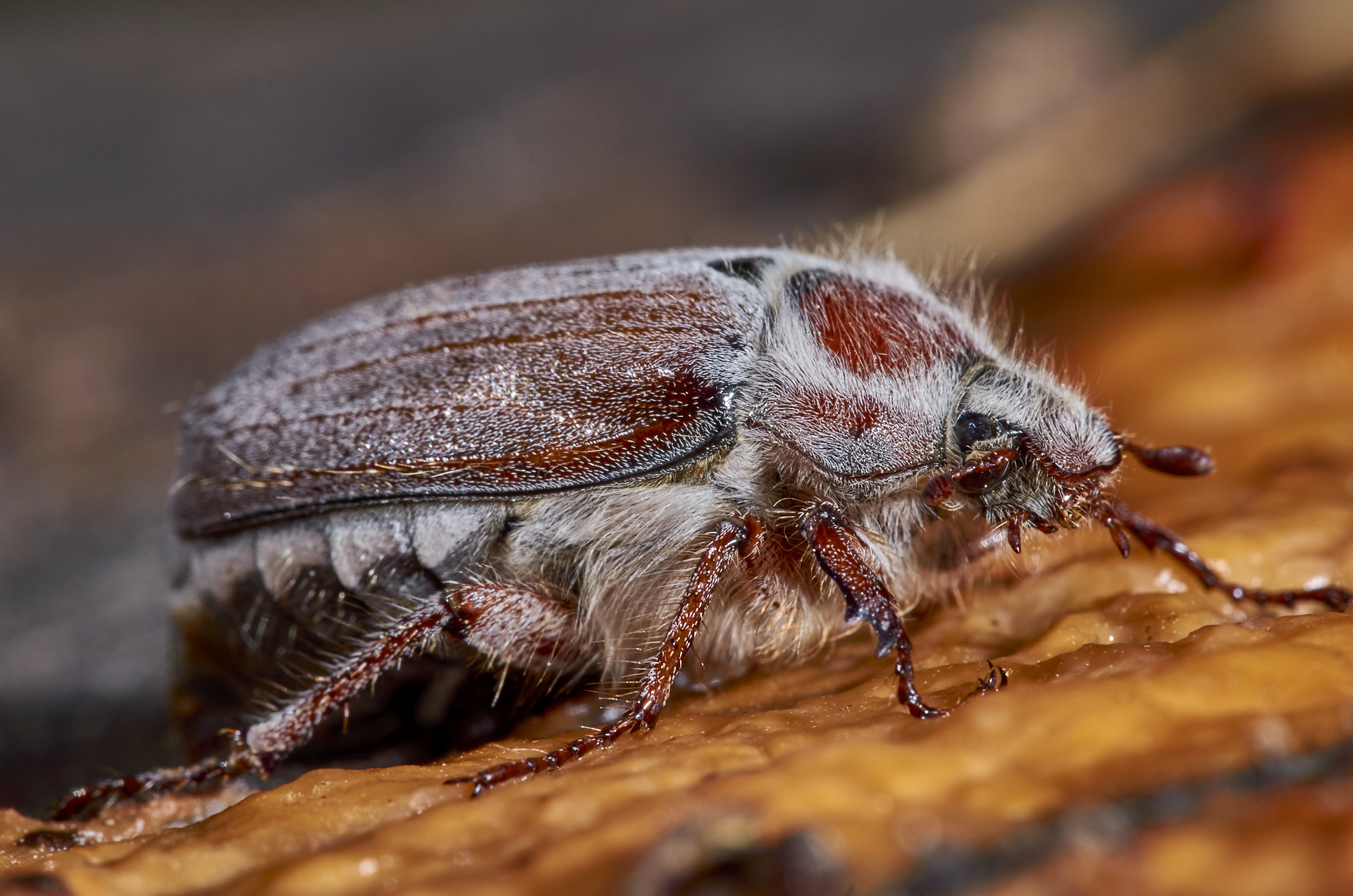 Бронзовка жук. описание, особенности, виды и среда обитания жука бронзовки | живность.ру