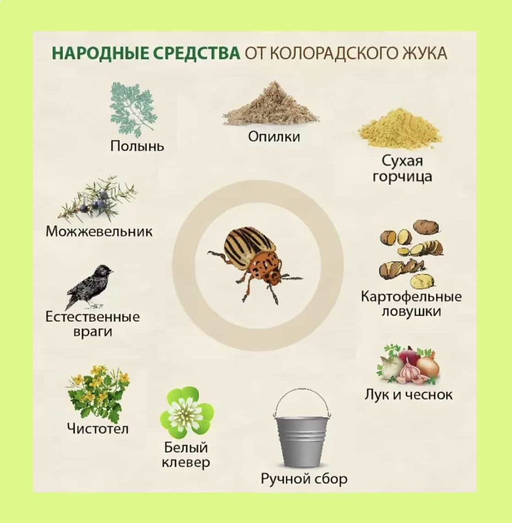 Борьба с колорадским жуком на картофеле