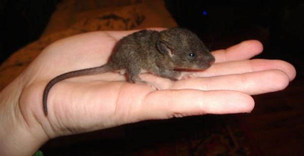 Мыши и крысы: отличительные особенности, сходства и различия во внешнем виде и поведении