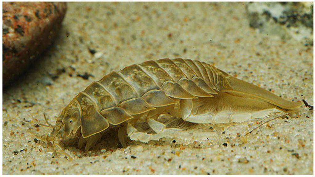 Таракан – виды, что едят, как избавиться от тараканов, фото