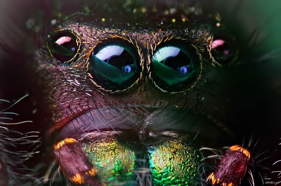 Сколько глаз у паука, где и зачем