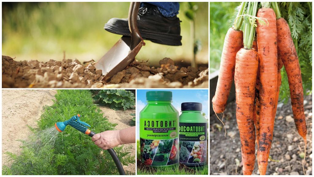 Морковная листоблошка: как бороться с вредителем, профилактика | огородники