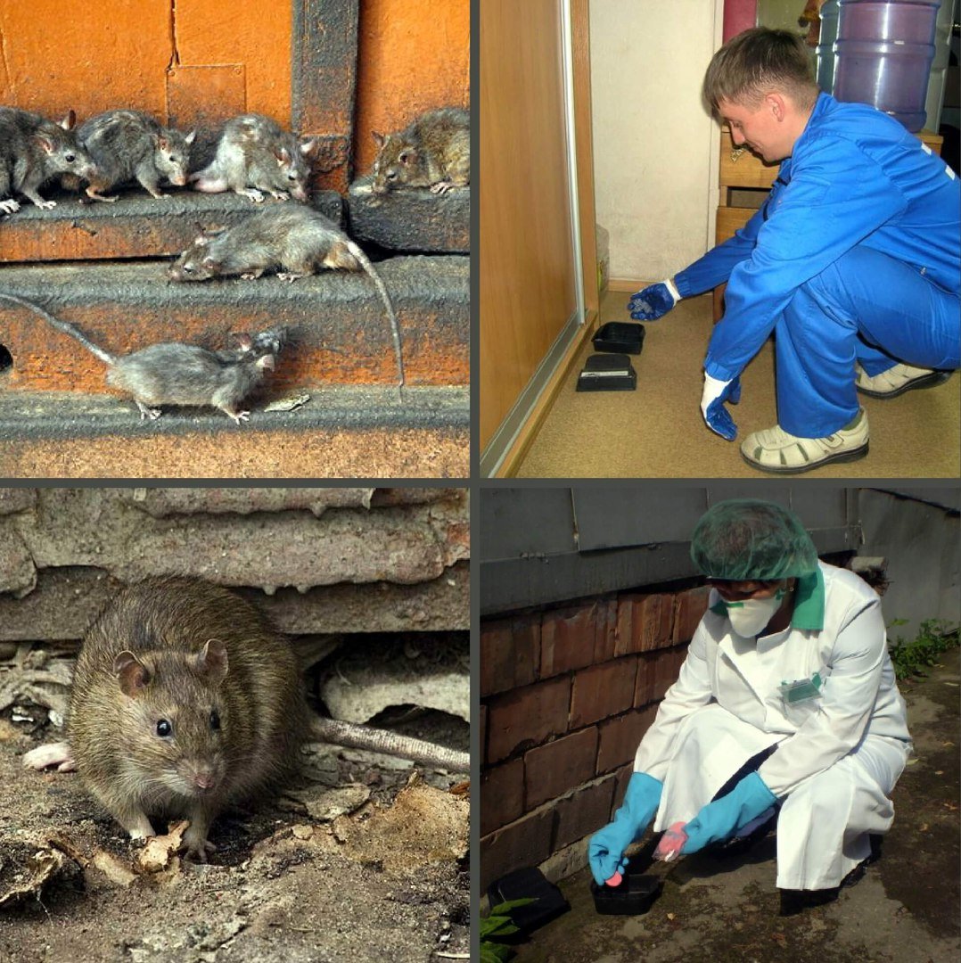 Уничтожение мышей в доме специализированными компаниями