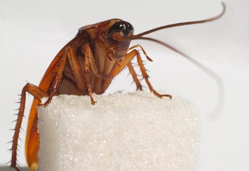 Чем питаются тараканы в условиях заражения и разведения