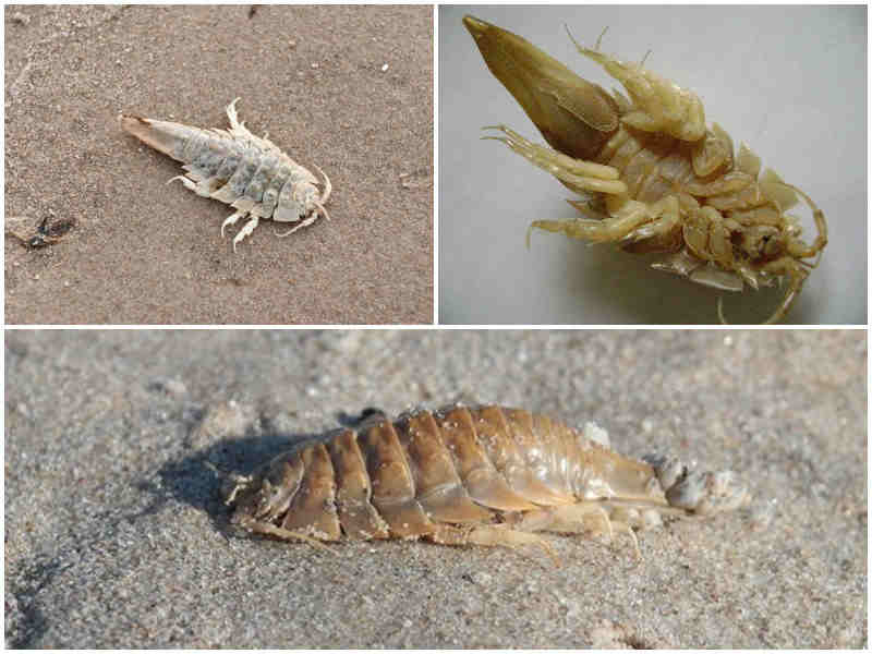 Белый таракан – это мутант или какая-то новая разновидность насекомых?