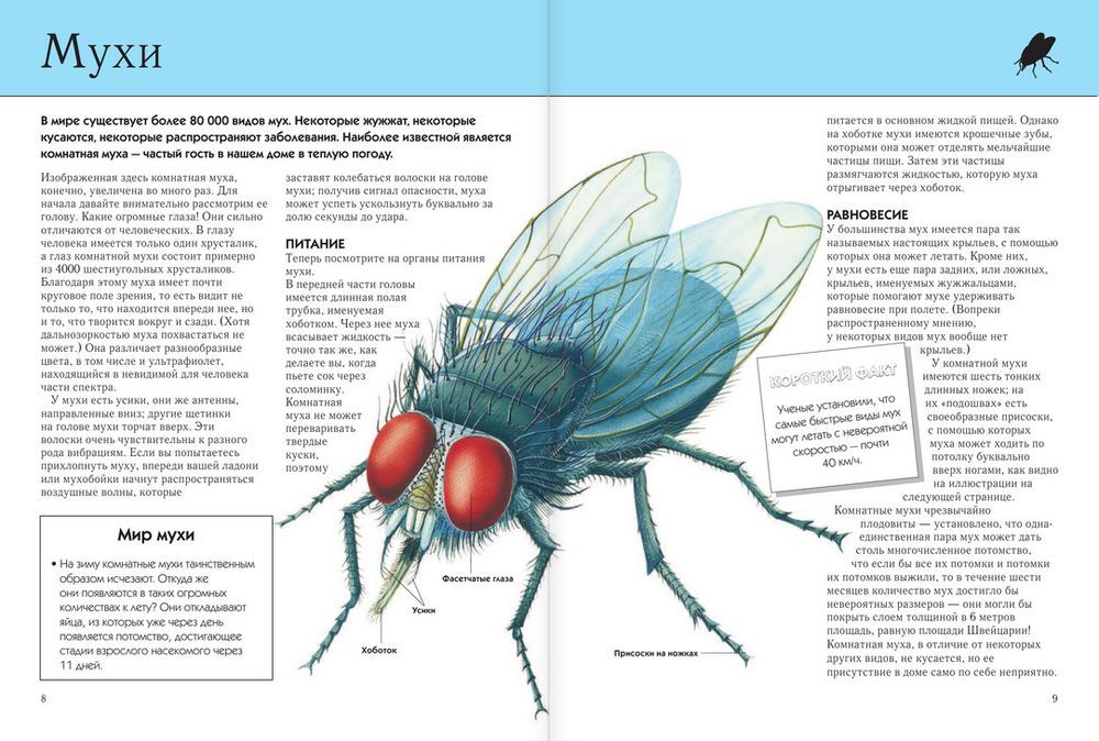 Особенности мух: строение тела, польза и вред